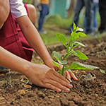 modest-maids-tree-planting